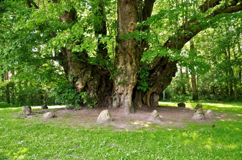 heederlinde-in-heede-district-emsland-duitsland