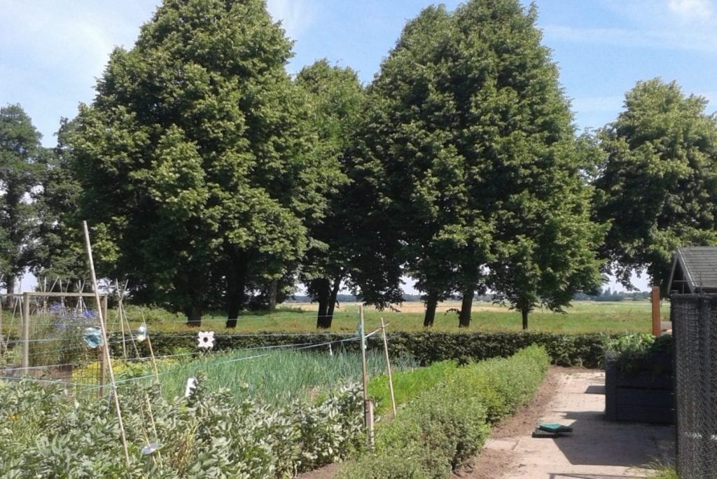 Gemeenschappelijke moestuin