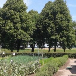 Een moestuin met aantrekkingskracht